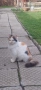 котка с дълъг косъм, снимка 2