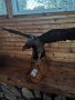Продавам дървена фигура орел , снимка 1