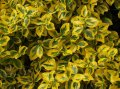 Евронимус Euonymus fortunei Еuonymus radicans, снимка 1 - Градински цветя и растения - 38471626