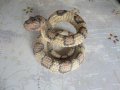 Страхотна скулптура фигура на змия фигура маркирана, снимка 8