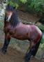 Жребец,тежковоз, снимка 4