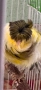 Канарчета порода “Подовано”, снимка 4