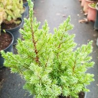 Хвойна Стрикта, Juniperus Stricta!!!, снимка 5 - Градински цветя и растения - 39272499