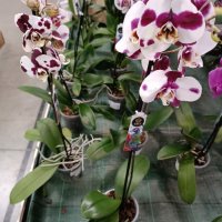 орхидеи , снимка 4 - Стайни растения - 43765955