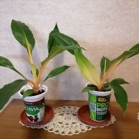 Хлорофитум/Chlorophitum Orchidastrum "Fire Flash", снимка 1 - Стайни растения - 39582218