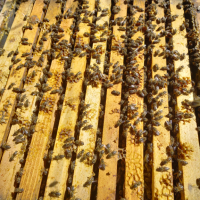 Пчелни отводки, снимка 2 - За пчели - 44696411