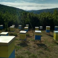 БИО Пчелен прашец от Сакар планина, снимка 12 - Пчелни продукти - 18145770
