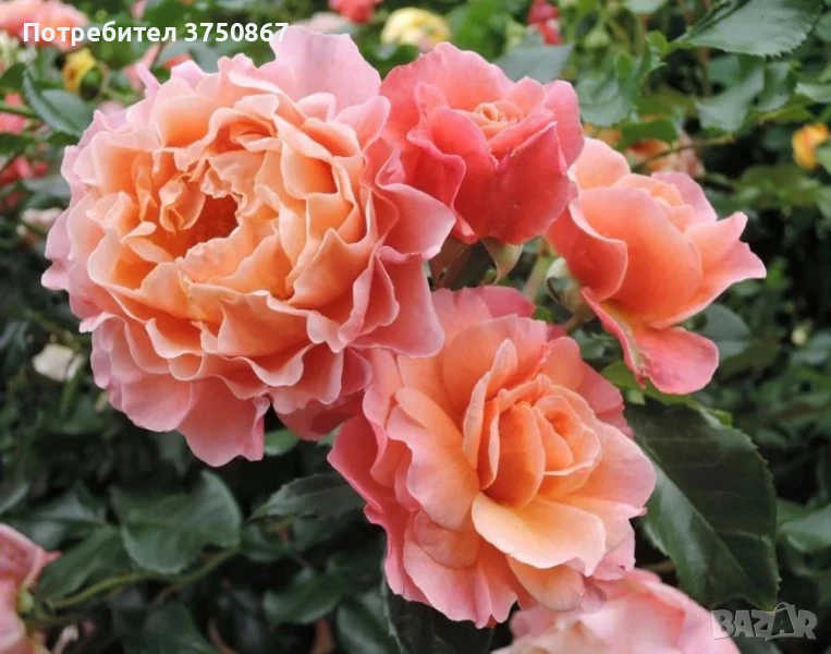 🌹 РОЗА 🌹 MARIE CURIE® Meilomit 🌹 , снимка 1