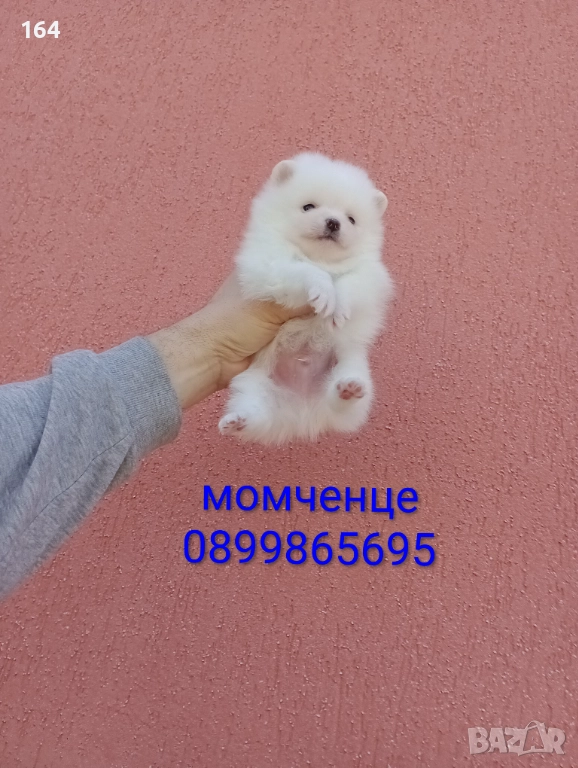 Померани. Мъжки и женски. , снимка 1