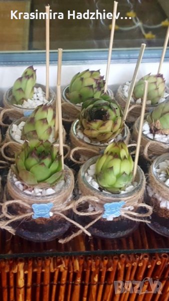 Сукуленти  Дебелец / Алпийска  роза. Много видове и размери Закалени са Растат на двора в еко градин, снимка 1