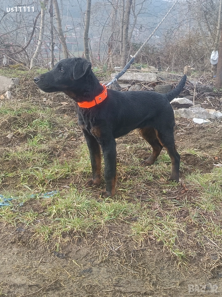 ягдтериер със родословие на 4 месеца , снимка 1