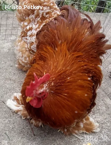 Пронавам Петли и Чифтове Мини Кохин , снимка 1