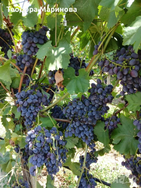 Продавам грозде за ракия, снимка 1