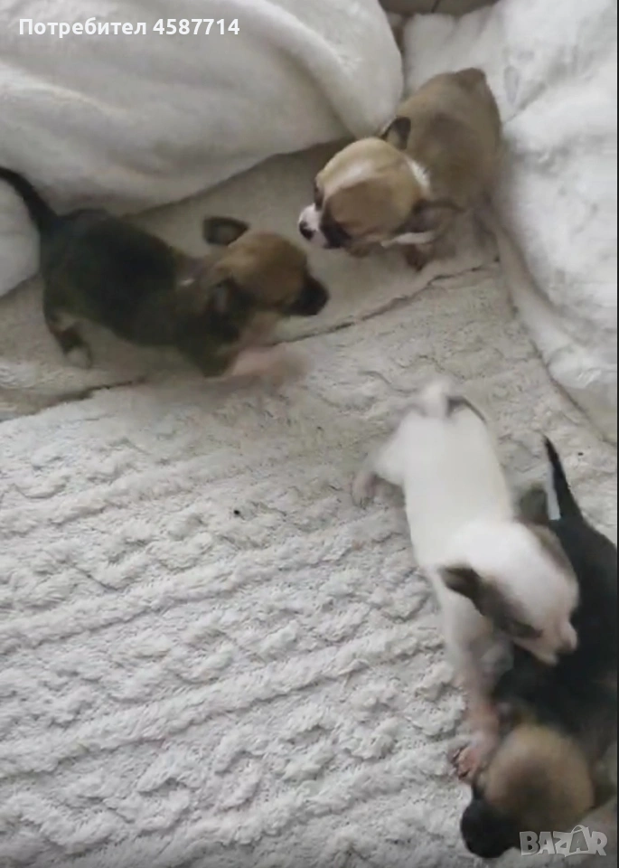 мини Чихуа , снимка 1