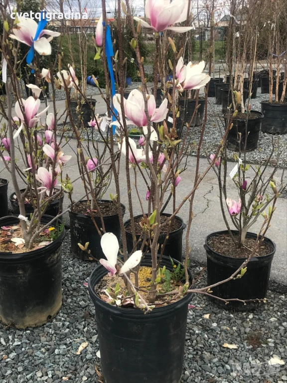 Magnolia Soulangeana, снимка 1