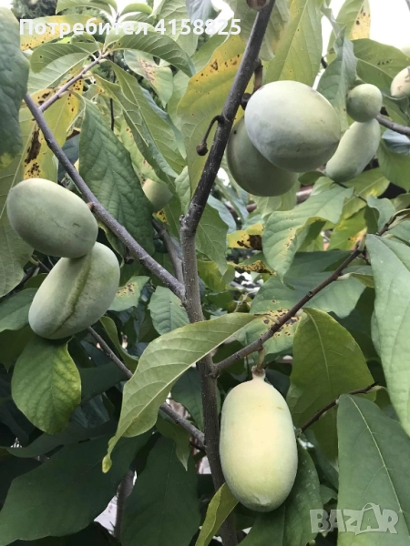 Асимина -Пау - Пау, снимка 1