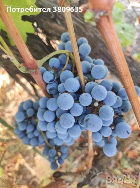 Грозде мерло , снимка 1