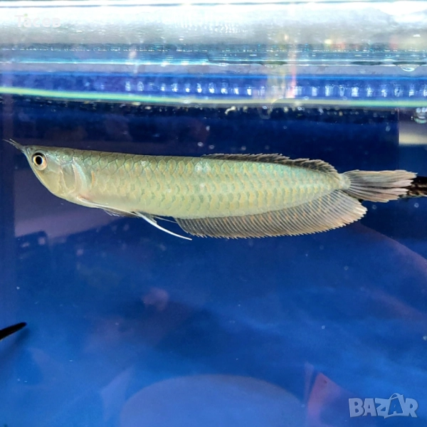 Сребърна арована 25см, снимка 1