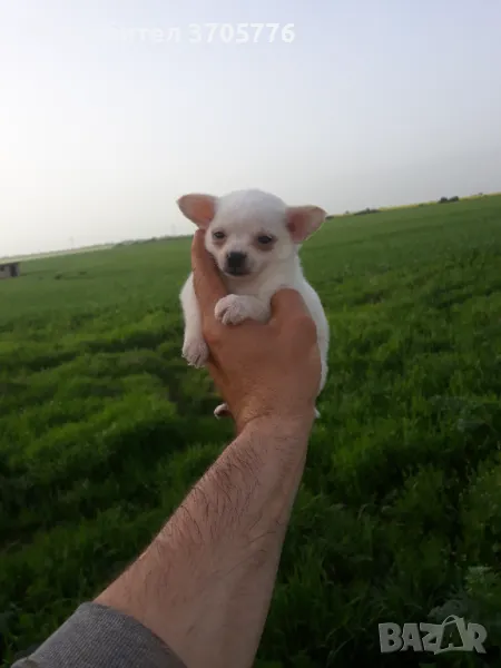 Чихуахуа, снимка 1