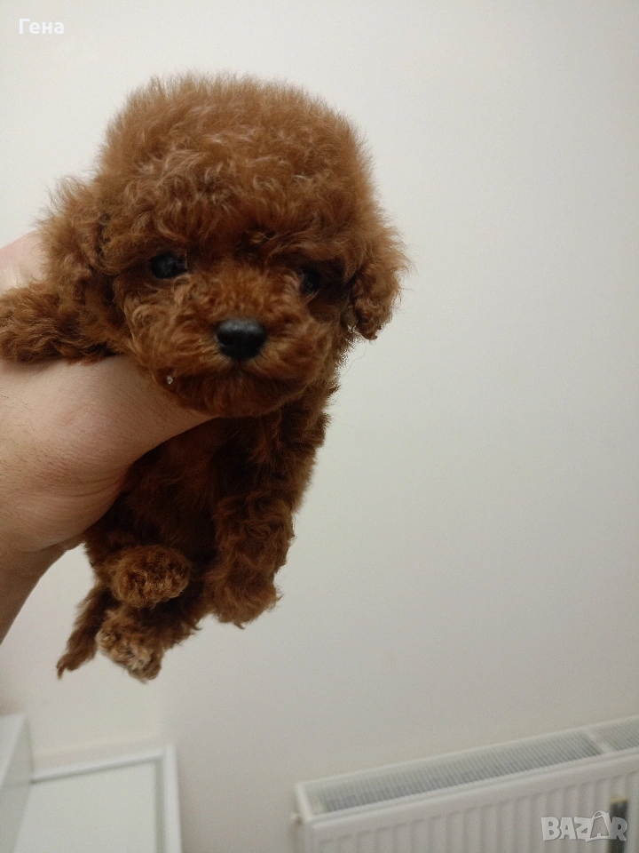 тийкъп женско пуделче , снимка 1