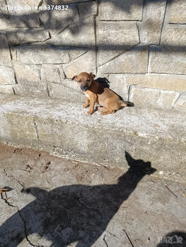 продавам малко пясъчно пинчерче, снимка 1