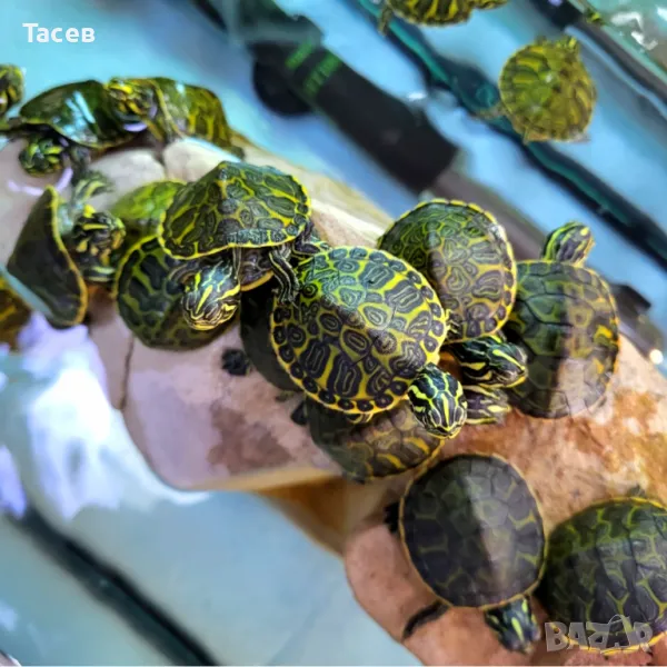Водни костенурки, снимка 1