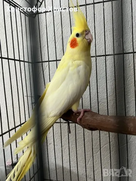 Папагал Корела мъжка, снимка 1