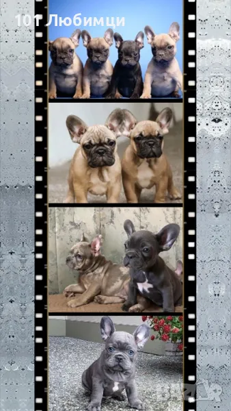 Френски булдог с родословие, снимка 1