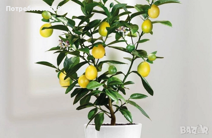 лимоново дърво, снимка 1