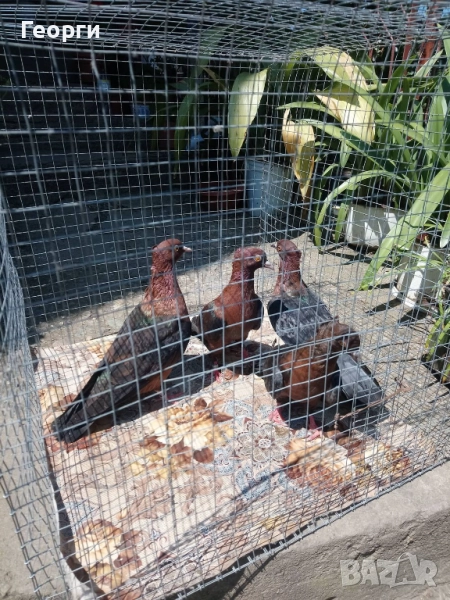 Архангели , снимка 1