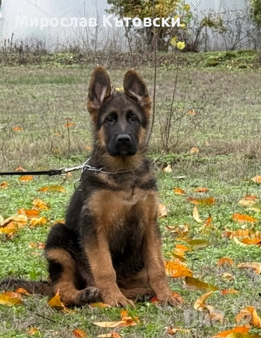 Елитни немски овчарки, снимка 3 - Немска овчарка - 51923395