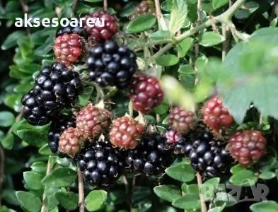 100 бр Висококачествени нови органични плодови семена от хранителна Къпина къпини антиоксидант, снимка 4 - Сортови семена и луковици - 49258835