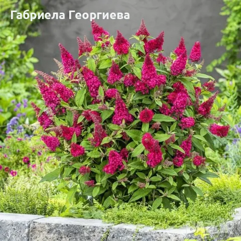 Будлея , снимка 3 - Градински цветя и растения - 50369918