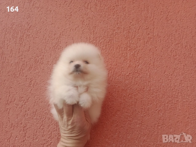 Померани. Момичета и момчета., снимка 8 - Померан - 53494462