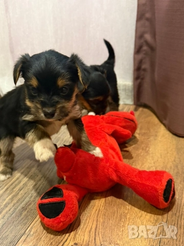 Йоркширски териер , снимка 2 - Йоркширски териер - 52670863