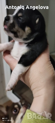 бебета чихуахуа , снимка 4 - Чихуахуа - 53540178