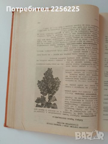 Лозарство, снимка 6 - Специализирана литература - 51124468