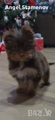 Йорки бивер мини шоколадово момченце!, снимка 4 - Йоркширски териер - 52827229