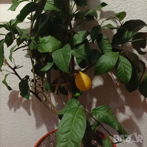 Дърво 🍋 и шефлера 10 годишни, снимка 5 - Стайни растения - 53396736