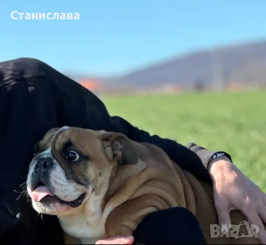 Английски булдог , снимка 1
