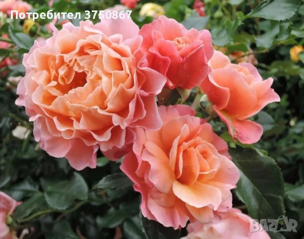 🌹 РОЗА 🌹 MARIE CURIE® Meilomit 🌹 