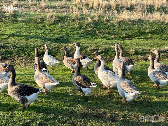 Лебедови гъски патици, снимка 2 - други­ - 52082720