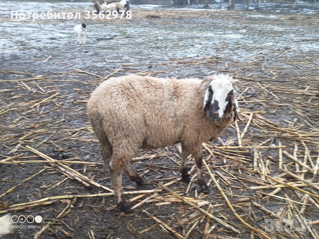 шилета , снимка 5 - Овце - 53289584