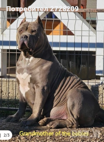 Американско Були ХЛ/ American Bully XL, снимка 6 - Питбул - 51410382