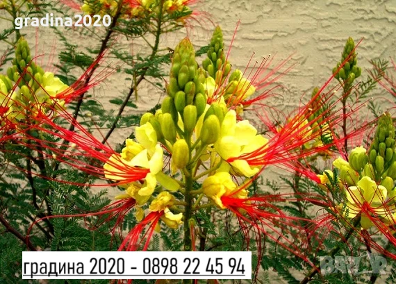 Цезалпиния