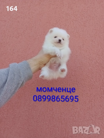 Померани. Белички. Реални снимки от 29.12.25 г., снимка 6 - Померан - 52926285