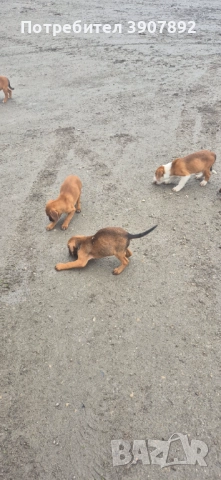 Трицветни гончета, снимка 8 - Гонче - 52921636