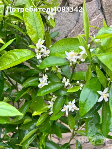 Цитрусови дръвчета, снимка 6 - Градински цветя и растения - 49787560