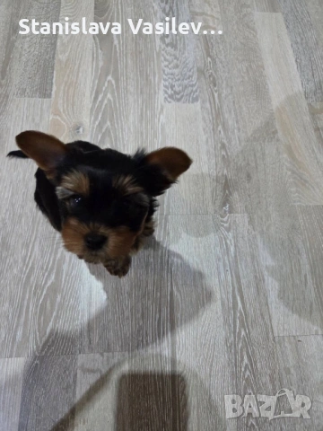 Бебе Йорки момченце, снимка 2 - Йоркширски териер - 53237459