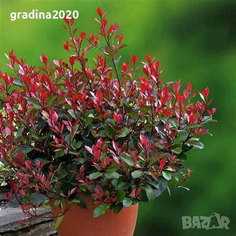 Фотиния - Налични 2 вида, снимка 2 - Други - 41432363